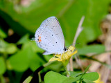 Eastern Tailed Blue (Everes comyntas)