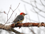 Red-bellied Woodpecker