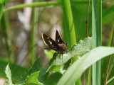 Little Glassywing (female) (Pompeius verna)