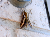 Galium Sphinx Moth (Hyles gallii) <br> Hodges #7893