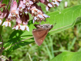 Dun Skipper (Euphyes vestris)