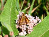 Delaware Skipper (Anatrytone logan)