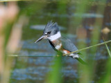 Belted Kingfisher