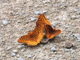 Great-spangled Fritillaries (<i>Speyeria cybele</i>)