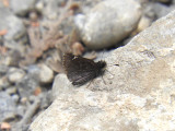 Common Roadside Skipper