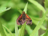 Genus Polites