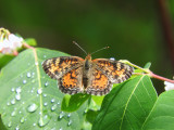 Brushfooted Butterflies: Tribe Melitaeini