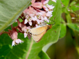 Sedge Skippers