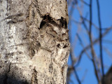 Owls