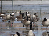 Geese