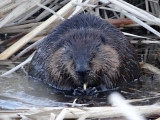 Beaver  (<i>Castor canadensis</i>)