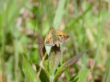 Crossline Skipper (<i>Polites origines</>)