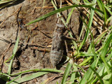 Dragonfly Emergence