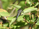 Robber Fly (Efferia aestuans)