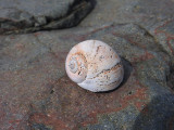Seashell on the seashore