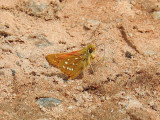 Common Branded Skipper