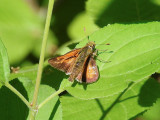 Indian Skipper (Hesperia sassacus)