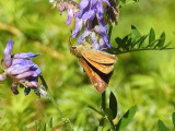 Mystery Skipper #1