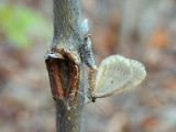 Bruce spanworm (Operophtera bruceata) <br>Hodges #7437