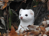 Weasel sp.