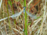 Northern Spreadwing (Lestes disjunctus)