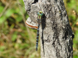 Green-striped Darner - male (Aeshna verticalis)