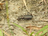 Punctured Tiger Beetle (Cicindelidia punctulata)