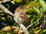 Field Sparrow (juvenile)