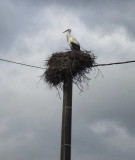 Stork at Nieffern