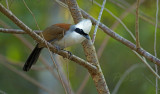 White-crested laughing trush