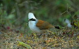 White-crested laughing trush