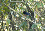 Red-billed blue magpie
