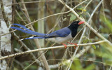 Red-billed blue magpie