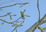 Hanging parrot