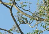 Coppersmith barbet