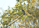 Ashy drongo