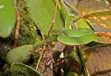 Snake make a study of an orchidplant