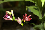 Phaius mishmensis