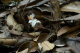 Didymoplexiopsis khiriwongensis