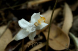 Didymoplexiopsis khiriwongensis in symbiosis with fungi
