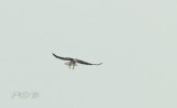 Black-shouldered kite
