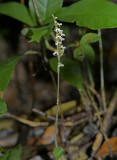 Zeuxine parvifolia