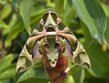 8 cm of moth, Daphnis nerii, Oleander hawkmoth