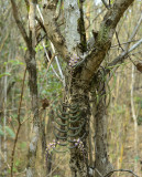 Cleisostoma arietinum in habitat, 650 mtr above sealevel, 35 celsius