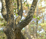 Chiloschista parishii plants in bud