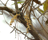 Chiloschista parishii in habitat