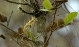 Chiloschista parishii in habitat