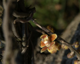Chiloschista parishii in Pine forrest