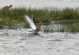 Limosa limosa, display ik ben er