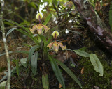 Late blooming variety with the green flag